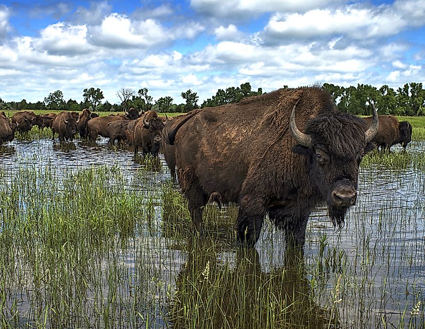 A herd of American bison near Grand Island, Nebraska.