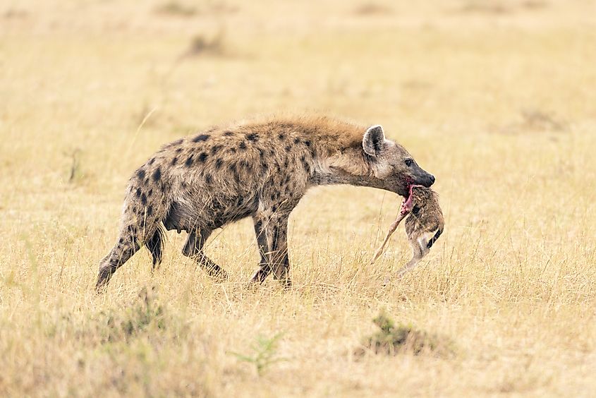 Spotted hyena after killing a newborn antelope at the Masai Mara Conservancy in Kenya, Africa.