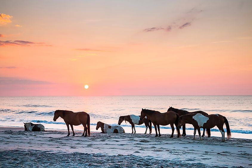 Feral horses on Assateague Beach in the early morning