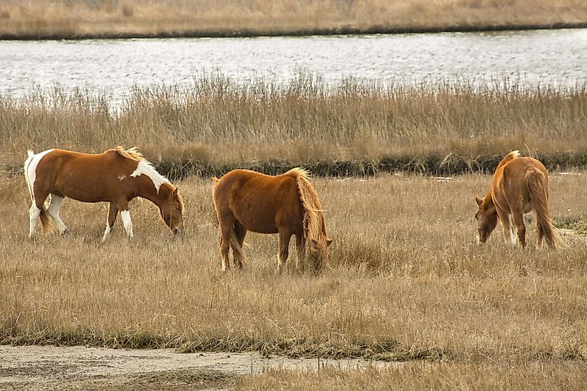 Wild ponies (horses) grazing on marsh vegetation in late winter at Assateague Island National Seashore on the Atlantic Ocean in Berlin, Maryland.
