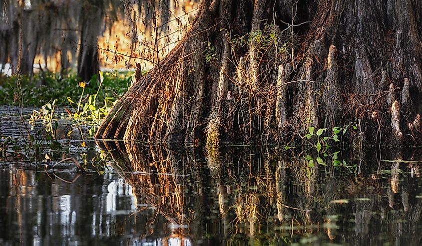 A closeup shot of a tree reflected in the water in Great Cypress Swamp