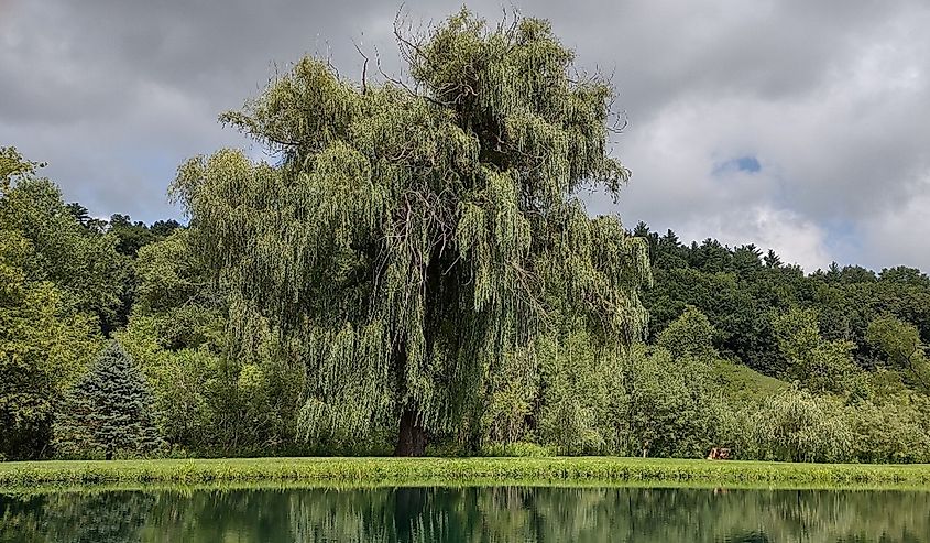 The big willow in Ontario, Wisconsin.