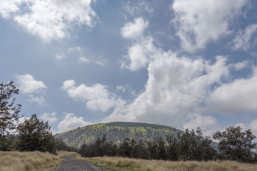 Pu'u Wa'awa'a Forest Reserve