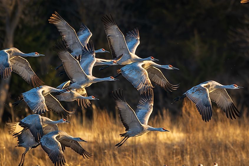 Sandhill cranes in flight.