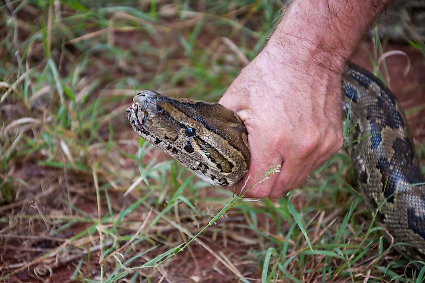 A man carefully handling and removing a giant python