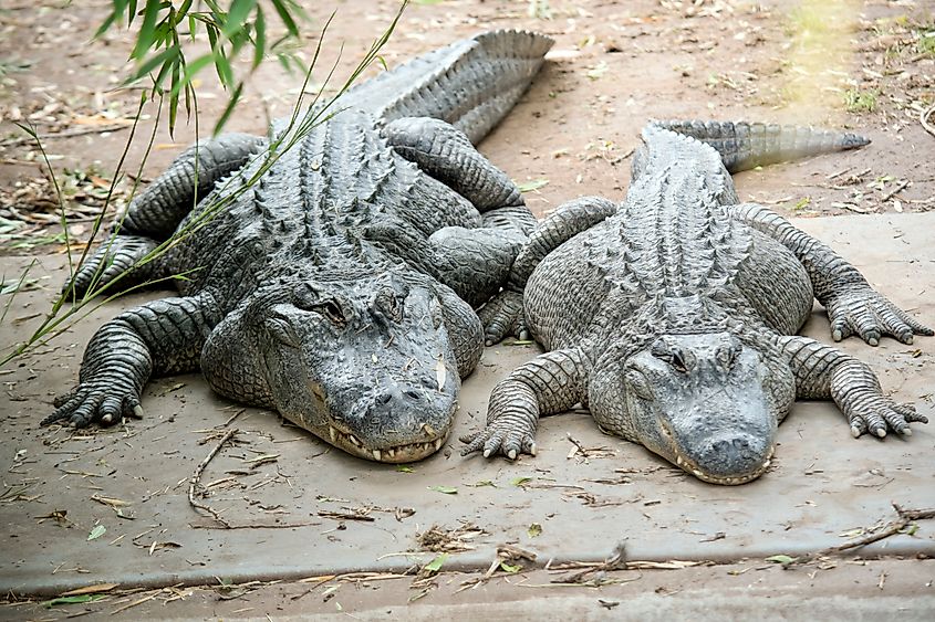Alligators have a long, rounded snout that has upward facing nostrils at the end; this allows breathing to occur while the rest of the body is underwater