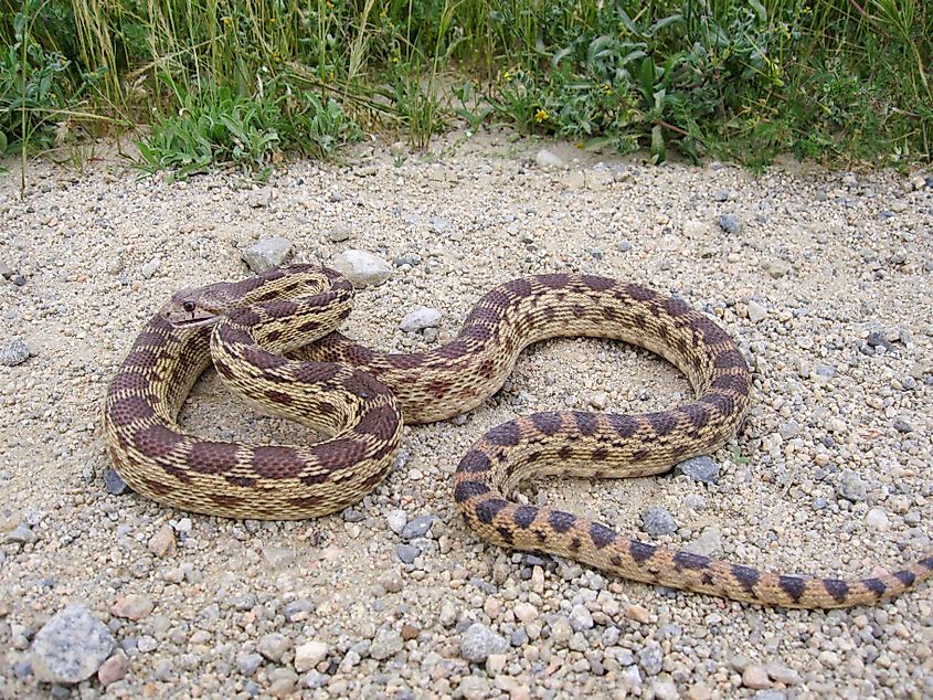 A non-venomous gopher snake, trying to look dangerous.