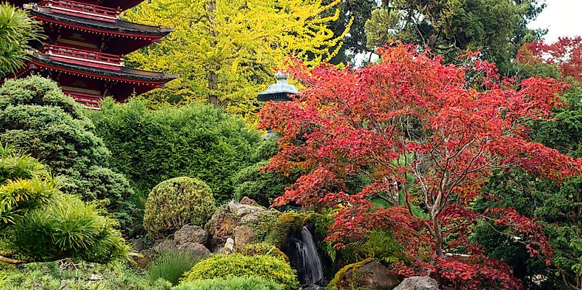 A pagoda hidden among trees at the Japanese Tea Garden in California 