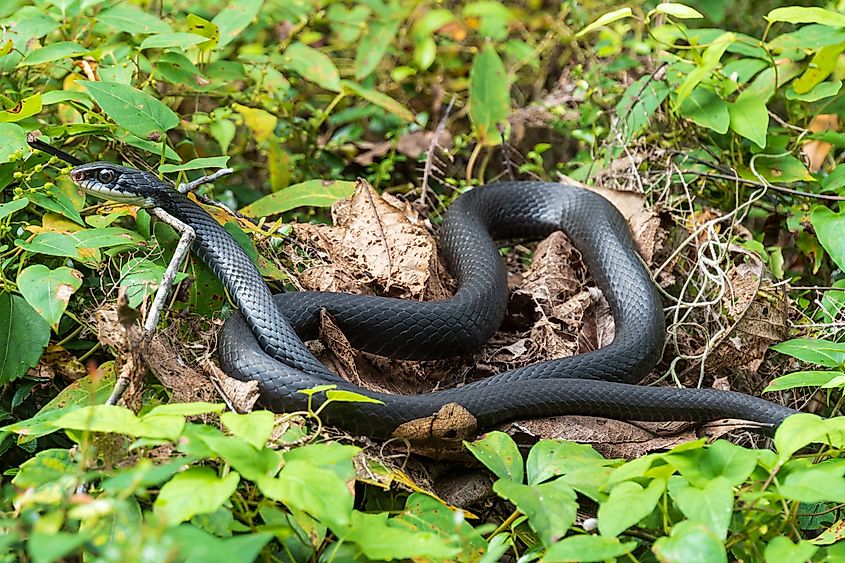 The black racer snake in foliage.