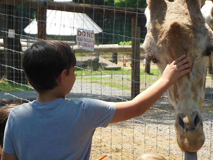 A boy petting a giraffe at the West Virginia Zoo