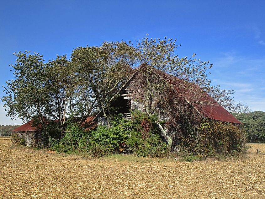 Selbyville, Delaware: Abandoned farm buildings overgrown with trees and shrubs, in a field of corn husks in rural Delaware.