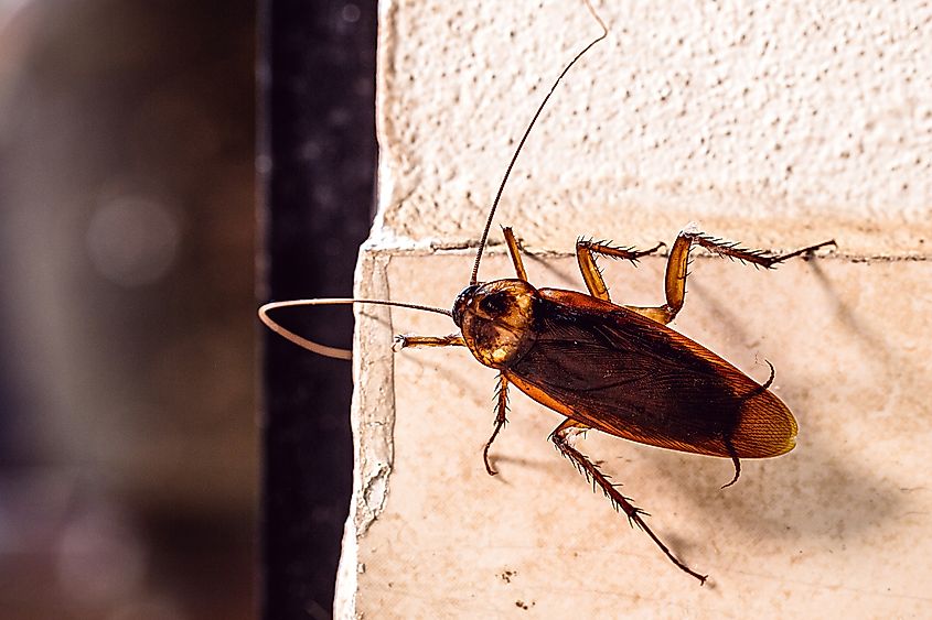 Periplaneta cockroach, known as red cockroach or American cockroach.