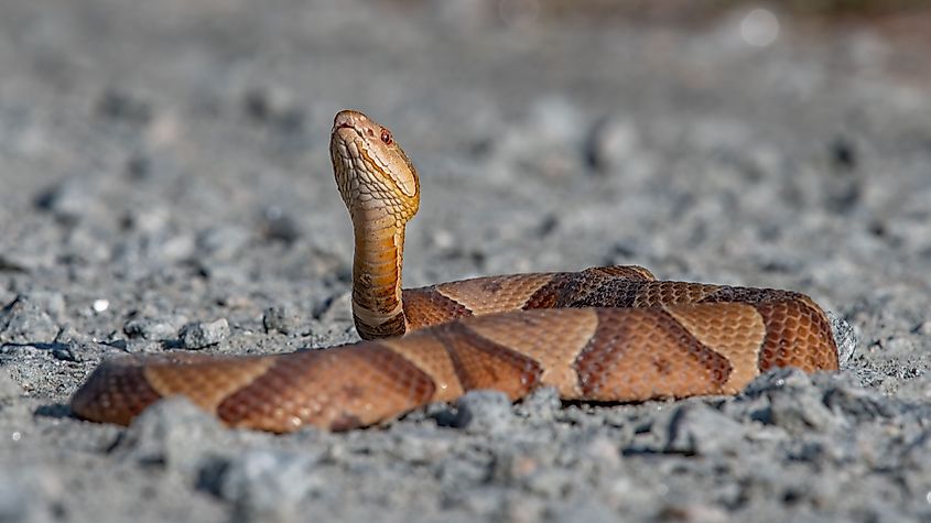 A closeup shot of a copperhead snake laying on dirt.