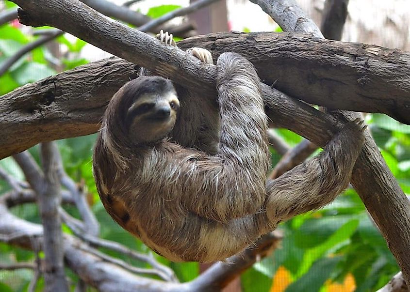 A sloth clinging upside down to a tree branch, illustrating the suborder Folivora of slow-moving arboreal mammals native to Central and South American forests.