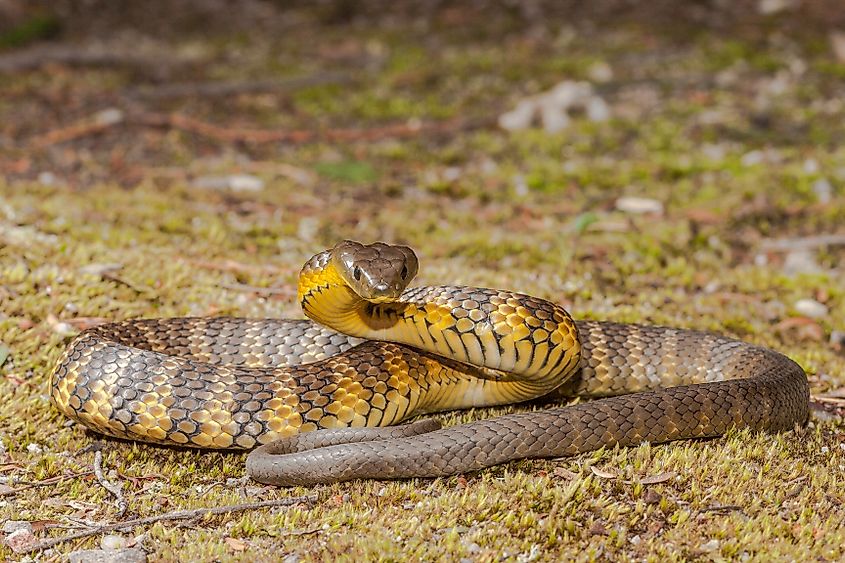 Eastern Tiger Snake