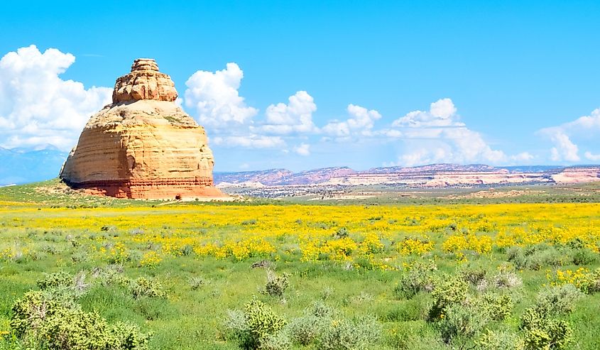 Church Rock, Utah in midst of wild sunflowers.