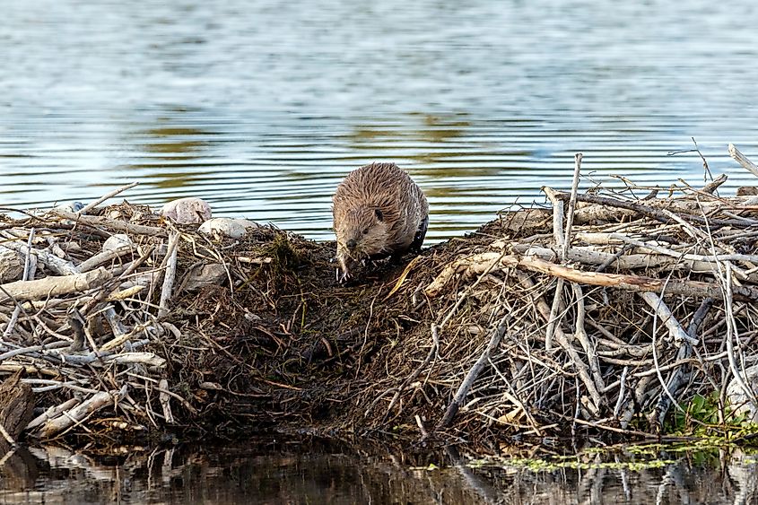 Young Beaver on his damn
