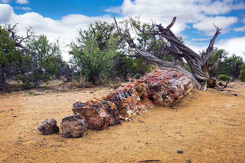 Large sections of petrified wood at Escalante Petrified Forest State Park, Utah