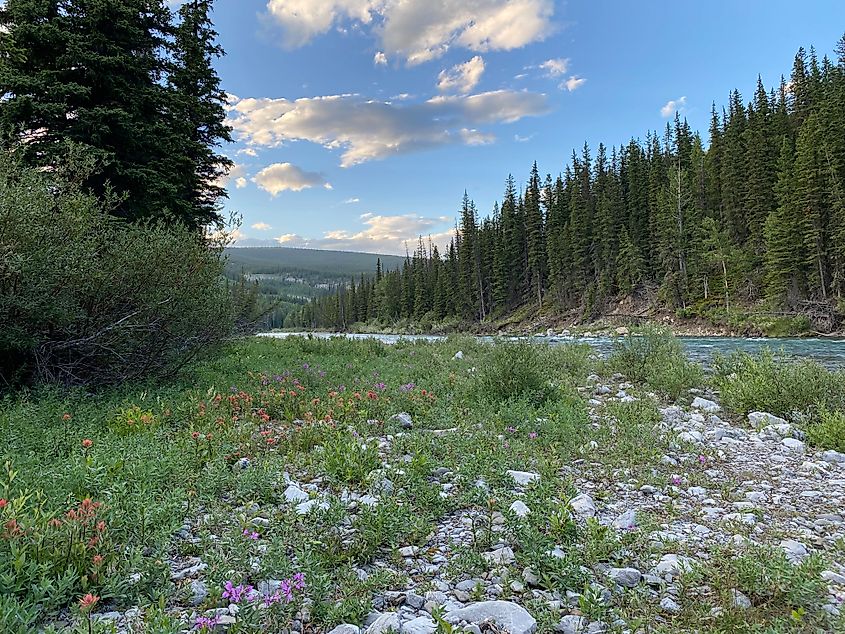 Wildflowers, evergreens, open sky, and the glacial waters of Elbow River. Such is the scene at Beaver Flat Campground, and much of the broader Bragg Creek area