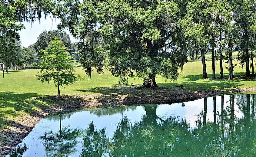 A peaceful, serene pond on a renowned horse farm in Micanopy, Florida.