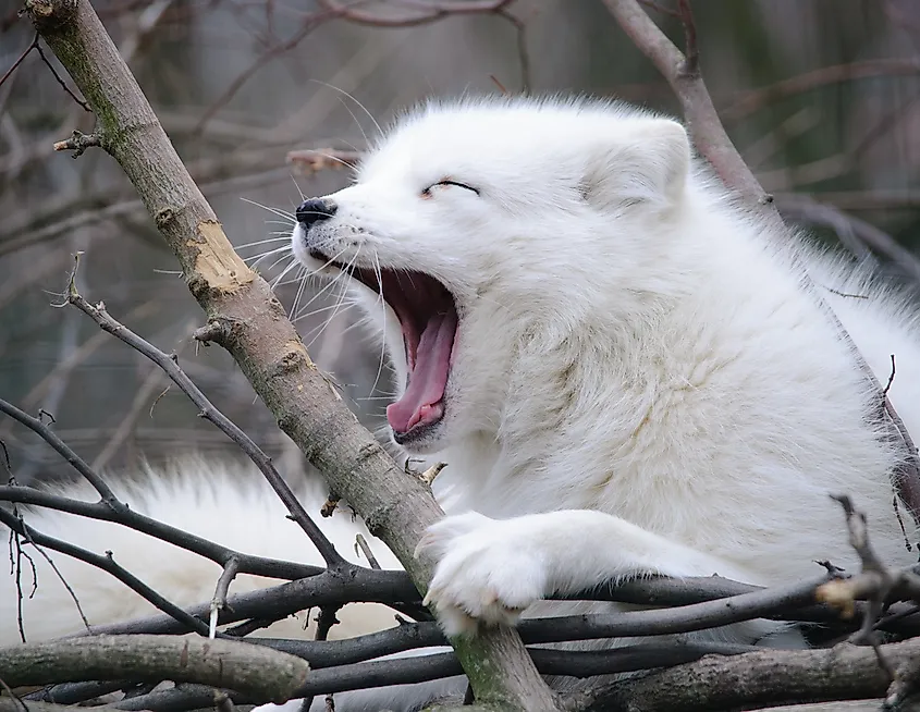 Don't go by its cute yawning face. The Arctic fox is a very skilled hunter.