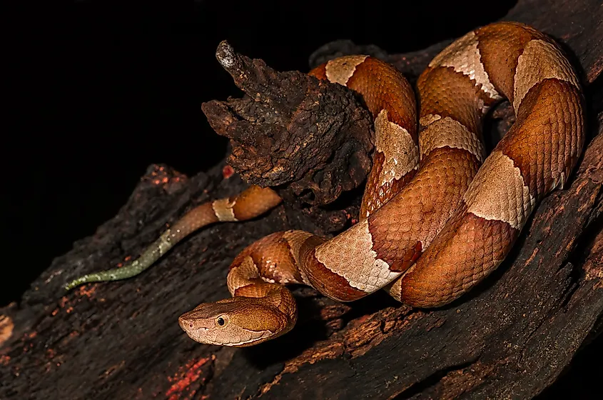 Copperhead on a tree branch.