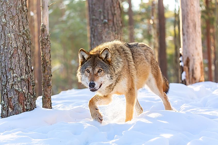 Timber wolf in snowy sunny winter forest.