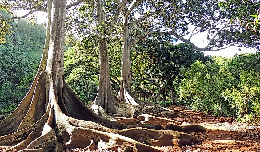 Banyan trees in Koloa, Hawaii.