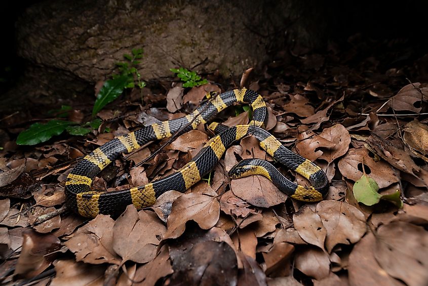Kraits lay their eggs in sheltered sites such as burrows, leaf litter, and woodland detritus