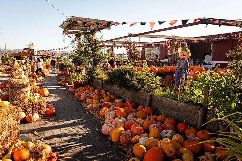 A family farm with pumpkin patch in Half Moon Bay, California.