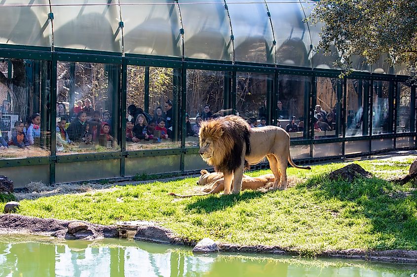 A lion in the Houston Zoo in Houston, Texas.