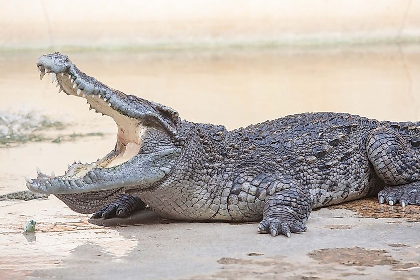 10-animals-with-the-strongest-bites-worldatlas