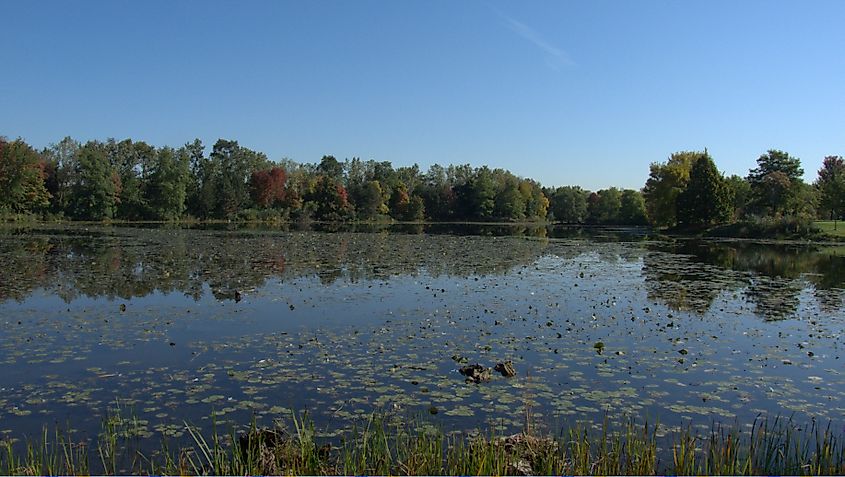 A wetland area in Palos Hills, Illinois