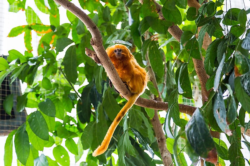 Golden lion tamarin monkey on a tree in Maryland National Aquarium, Baltimore