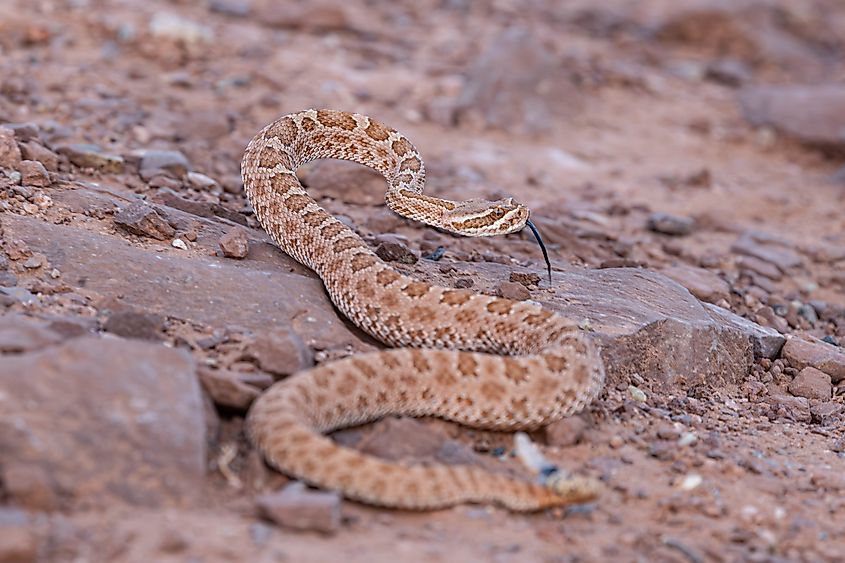 Midget faded rattlesnake