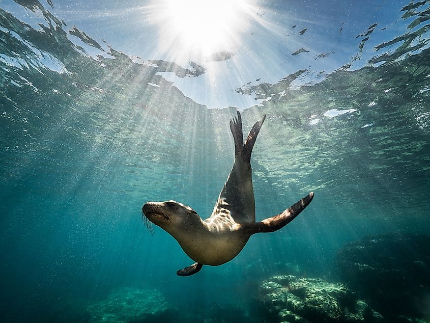 A California sea lion resting on a rock in the sunlight in Baja California
