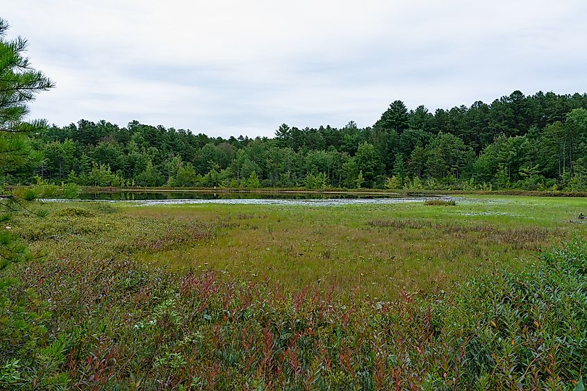 Ponemah Bog Wildlife Refuge