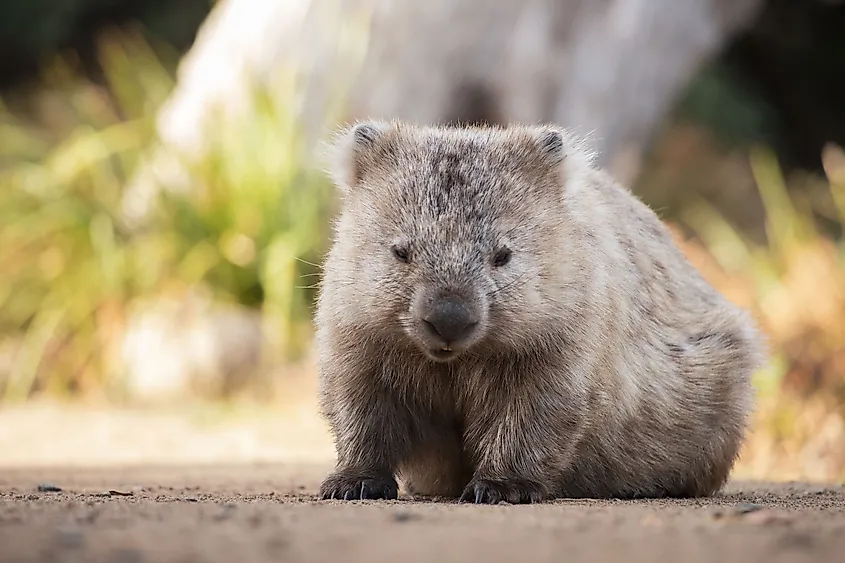 Wild Wombat in Tasmania, Australia.