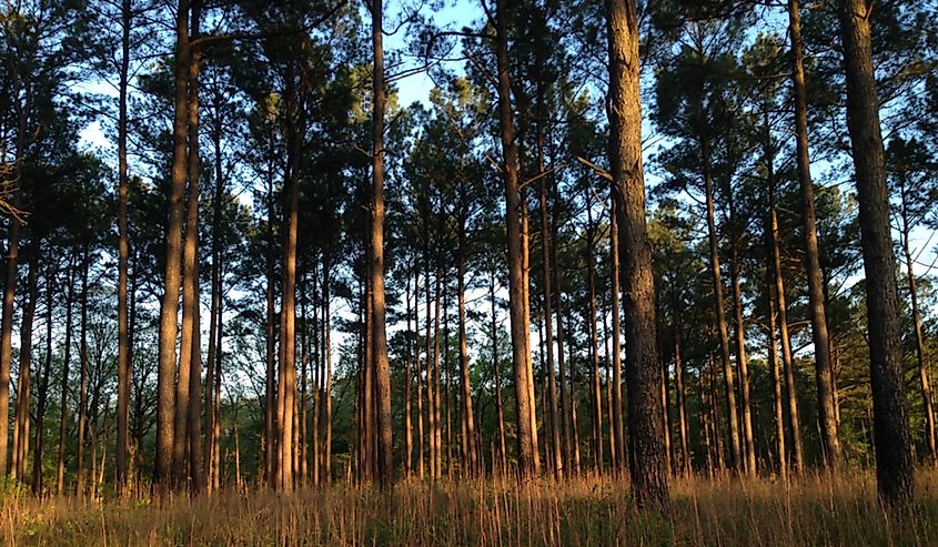 Pine trees in Mississippi's Holly Springs National Forest.