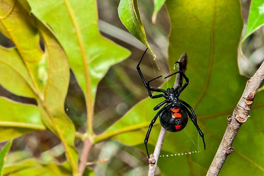 Southern black widow spider