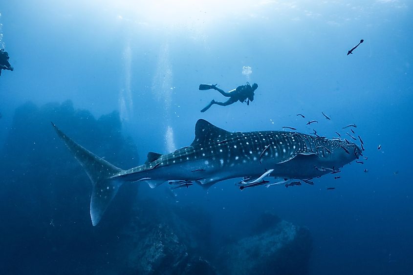 A diver and some smaller fish shadow a whale shark