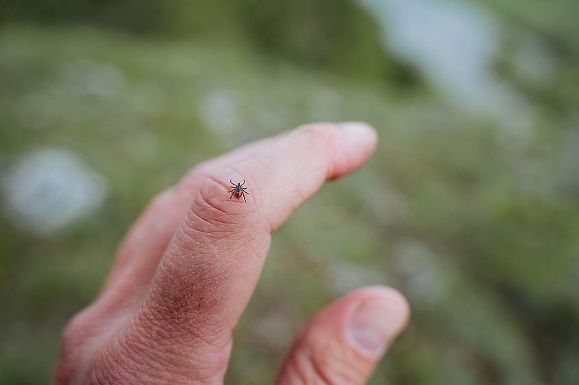 Small tick crawling on a hand.