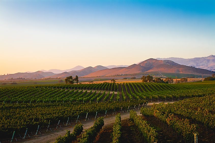 A vineyard in Santa Ynez, California, featuring rows of grapevines stretching across the rolling hills.