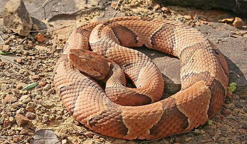 Copperhead Snake (Agkistrodon contortrix)