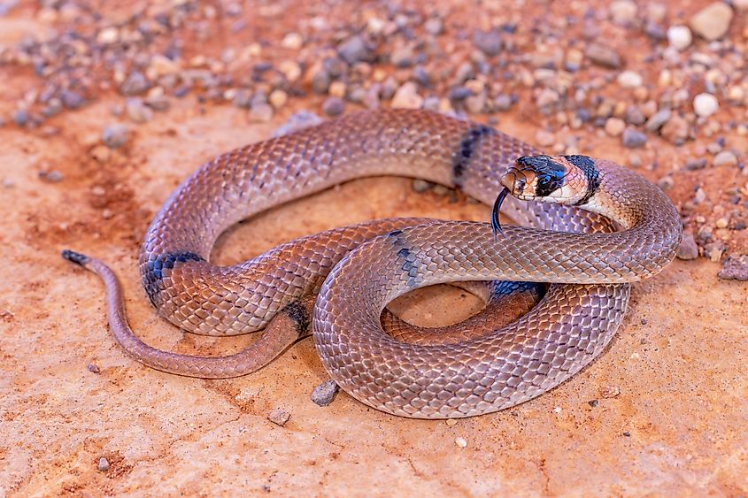 Australian Ringed Brown snake flickering it's tongue