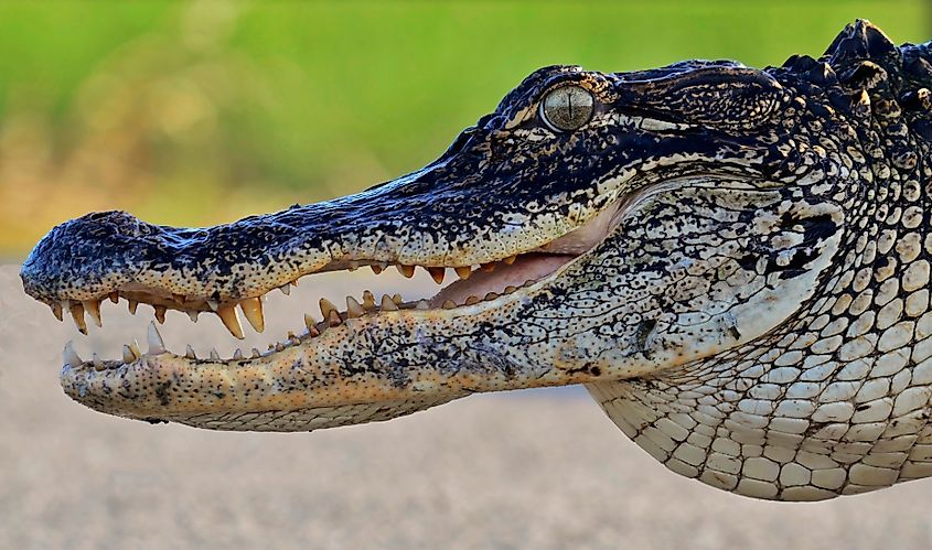 Close-up of alligator's head, open mouth showing sharp teeth, textured scales, and focused eye. Green blurred background. Alert and powerful.