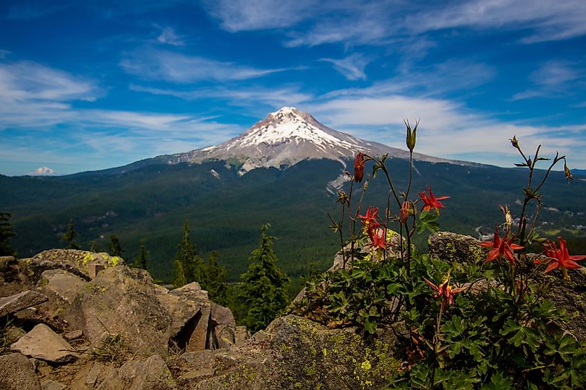 Wildflowers blooming during the summer season in Mount Hood National Forest.