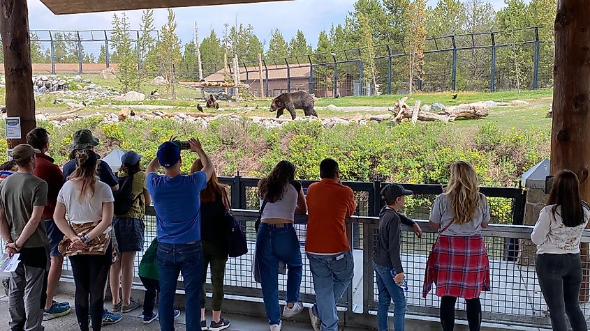 An adoring crowd watches two grizzly bears in an open-air exhibit. 