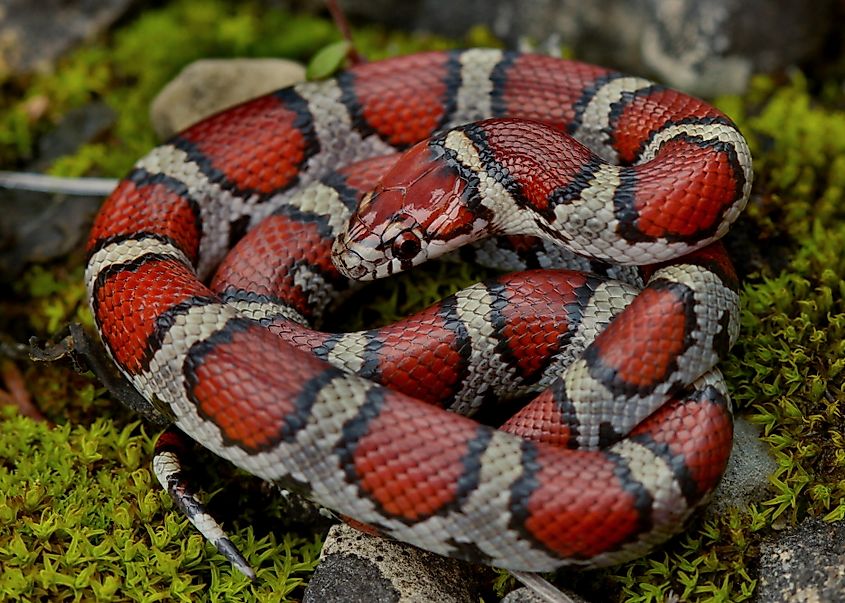 Eastern Milksnake (Lampropeltis triangulum)