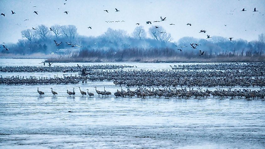 Sandhill cranes awaken on the Platte River in Kearney, Nebraska.